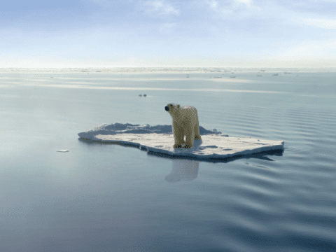 Polar bear on ice floe surrounded by water