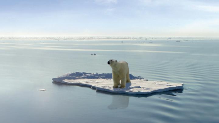 Polar bear on ice floe surrounded by water