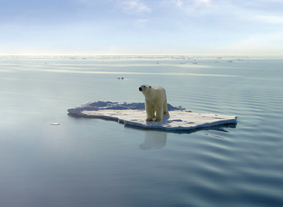 Polar bear on ice floe surrounded by water