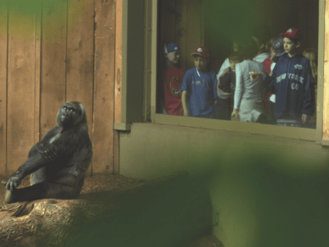 Gorilla in zoo watched by humans