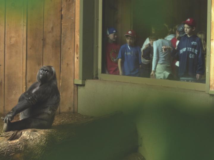 Gorilla in zoo watched by humans