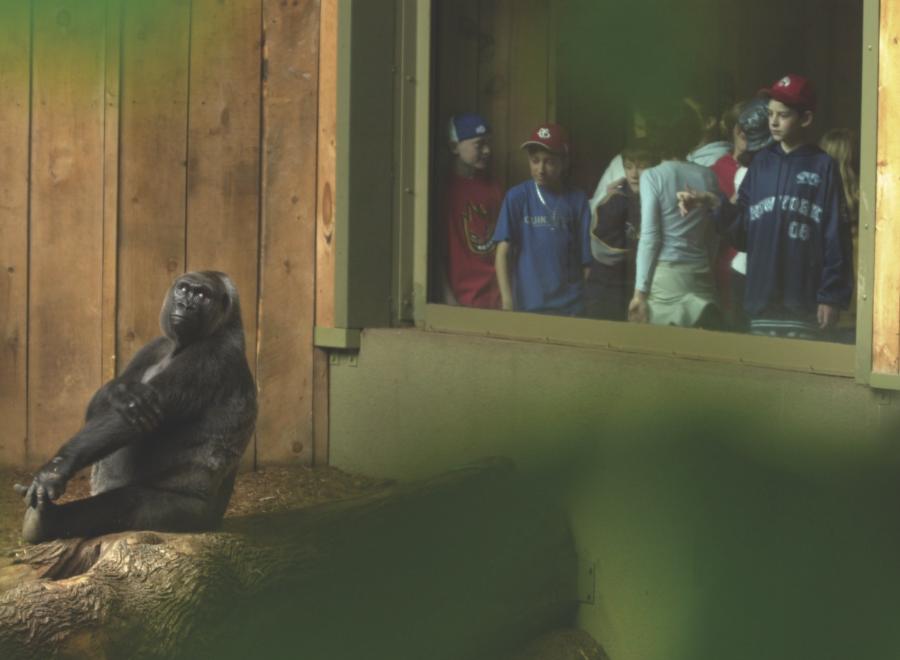 Gorilla in zoo watched by humans