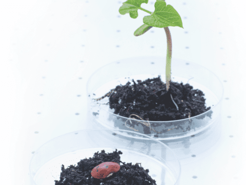 plant growing in petrie dish