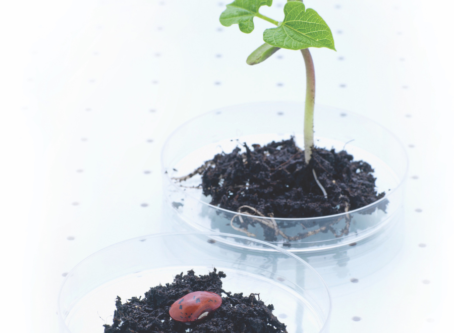 plant growing in petrie dish