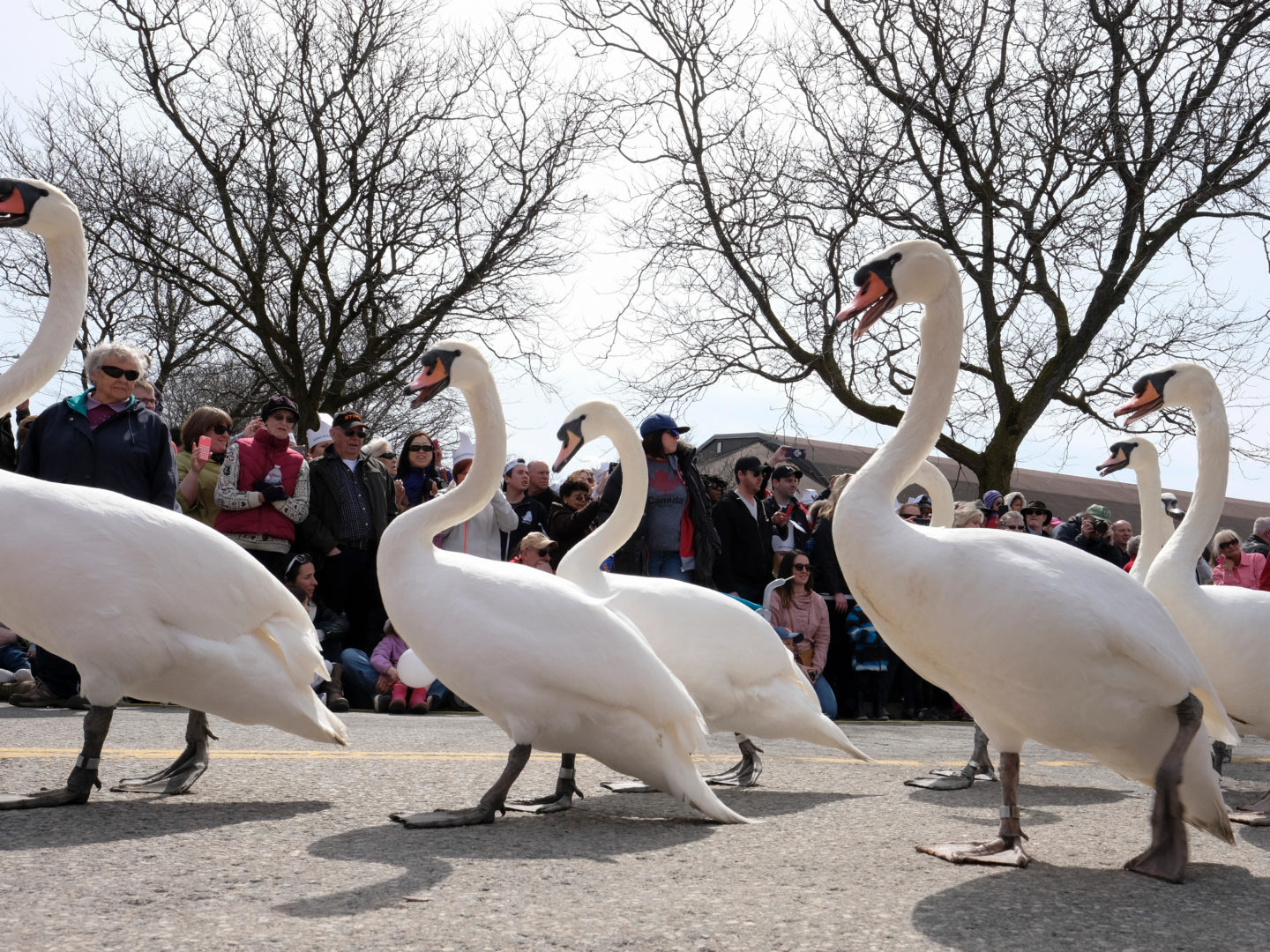 Swans parade in Stratford, Ont., last April. Photo: Rubens Alarcon/Alamy Stock Photo