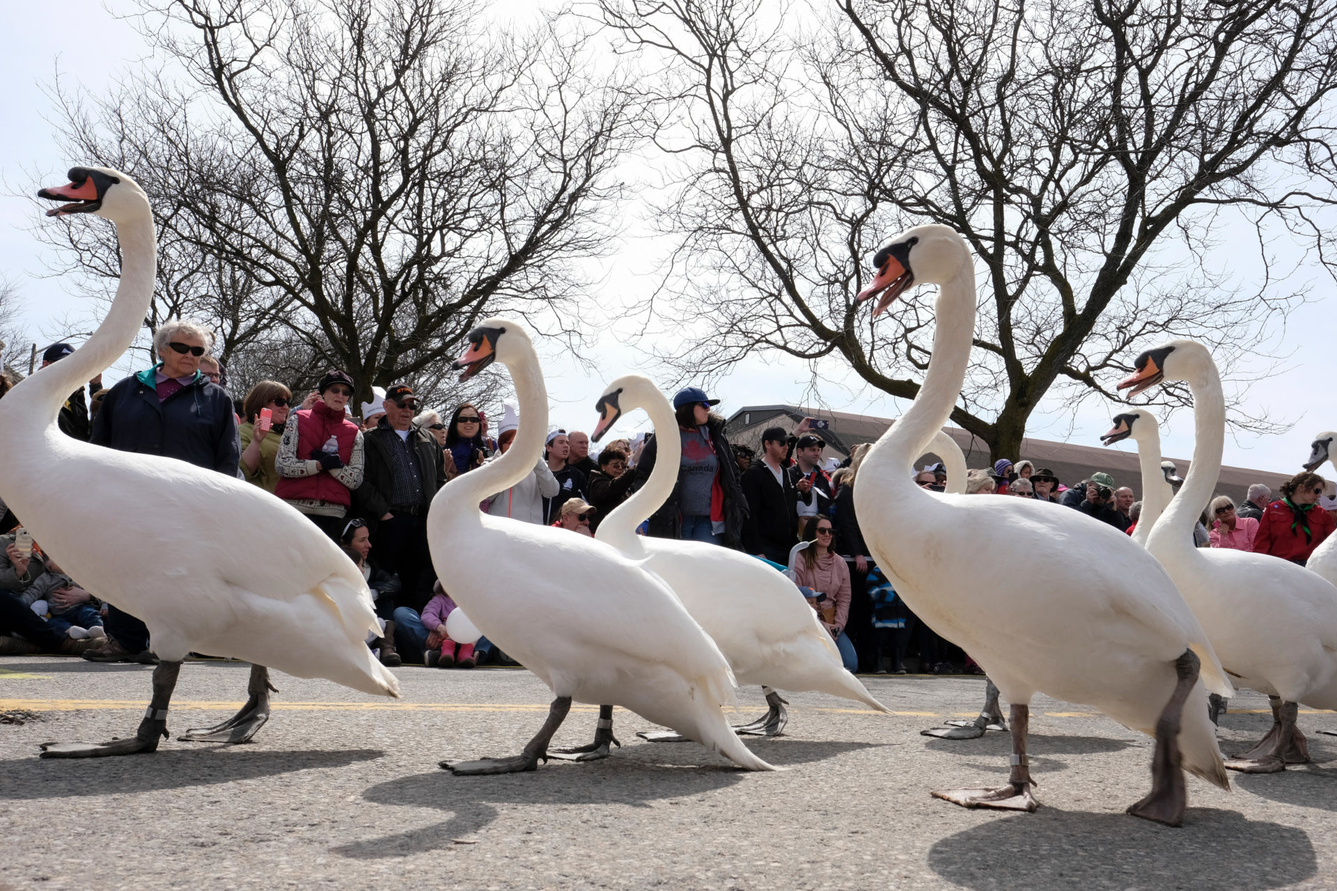 Swans parade in Stratford, Ont., last April. Photo: Rubens Alarcon/Alamy Stock Photo