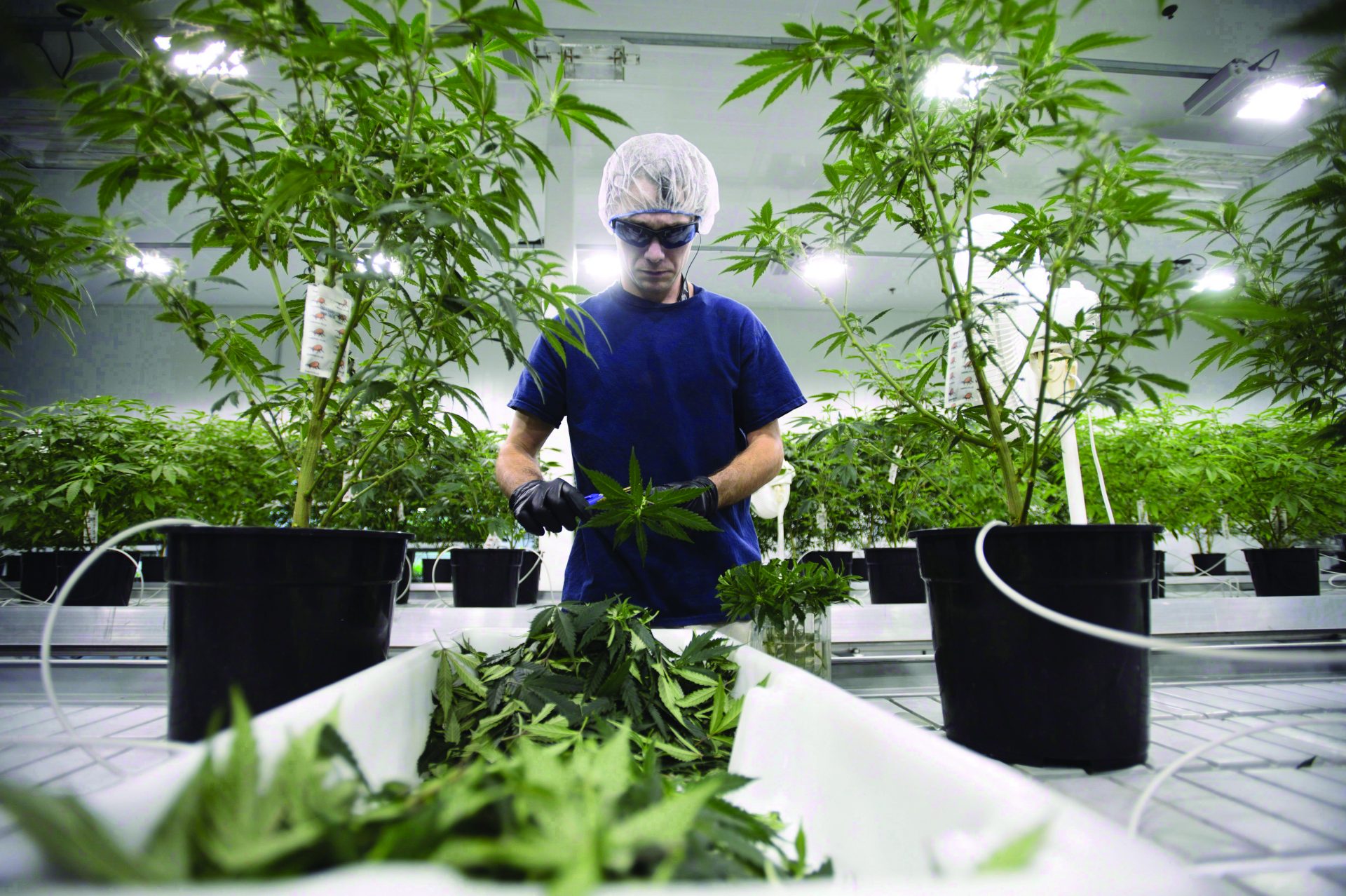 Workers produce medical marijuana at Canopy Growth Corporation's facility in Smiths Falls, Ont. (Photo: Sean Kilpatrick/The Canadian Press)