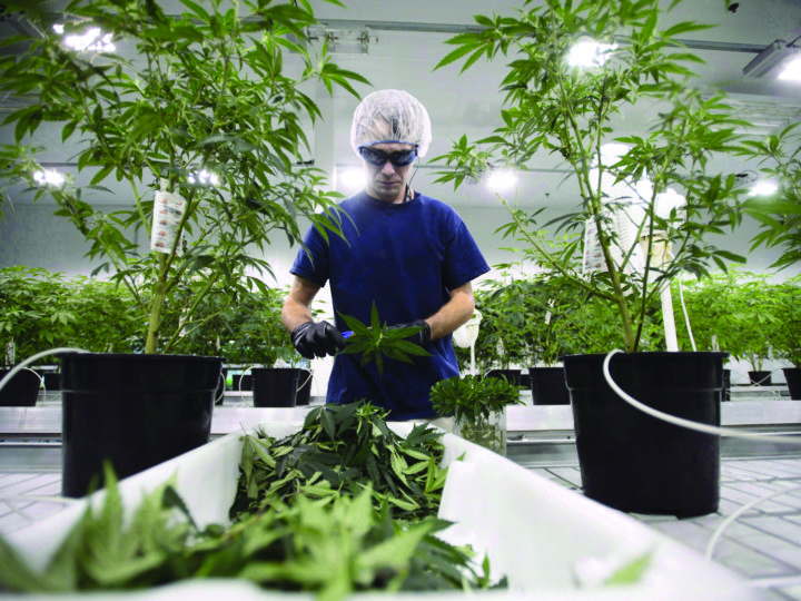Workers produce medical marijuana at Canopy Growth Corporation's facility in Smiths Falls, Ont. (Photo: Sean Kilpatrick/The Canadian Press)