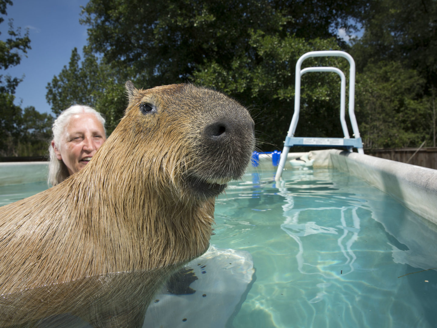 Melanie Typaldos swims with her 54-kilogram capybara in Buda, Texas. (Photo: Vincent J. Musi/National Geographic Creative)