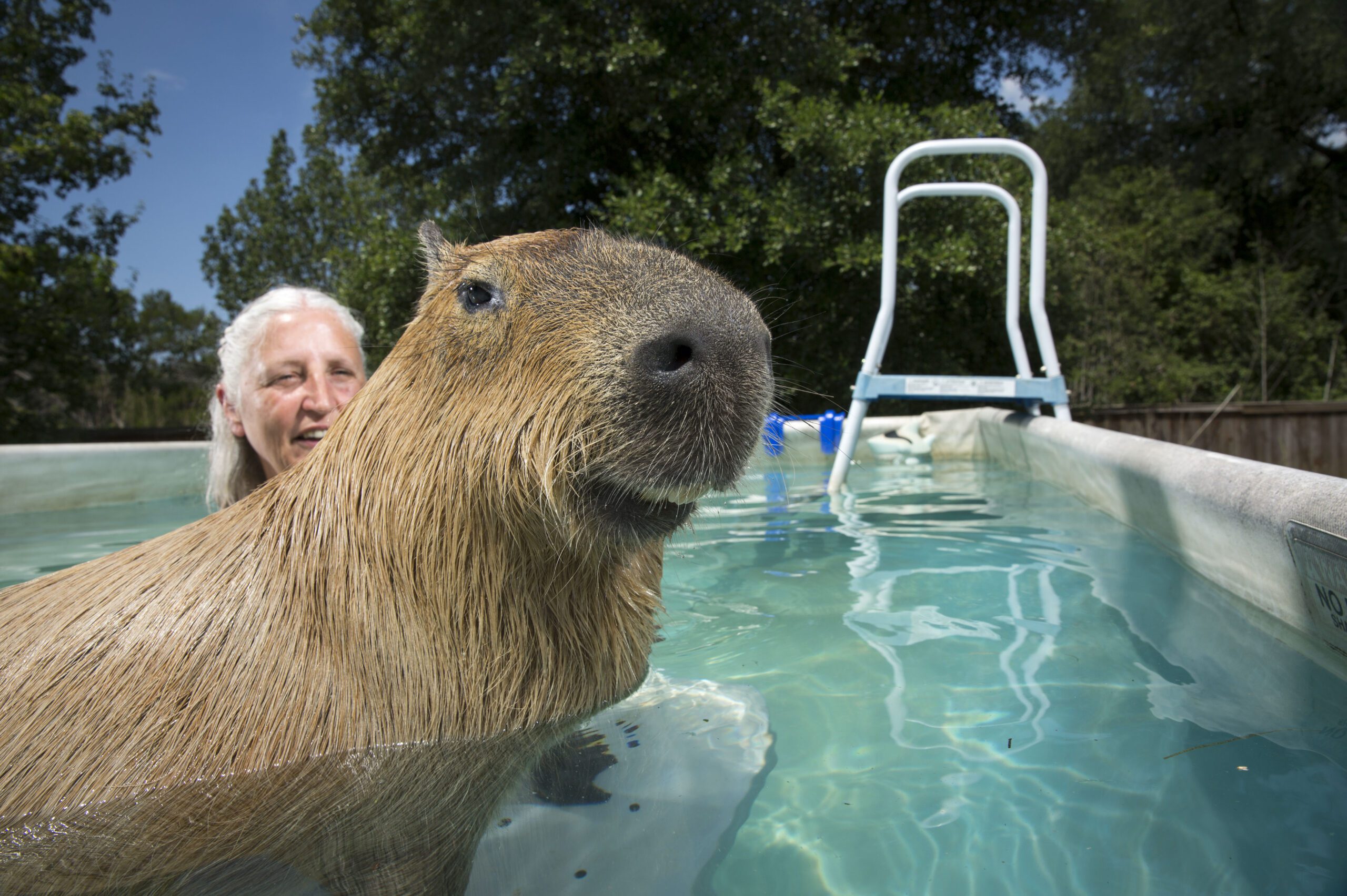 Melanie Typaldos swims with her 54-kilogram capybara in Buda, Texas. (Photo: Vincent J. Musi/National Geographic Creative)