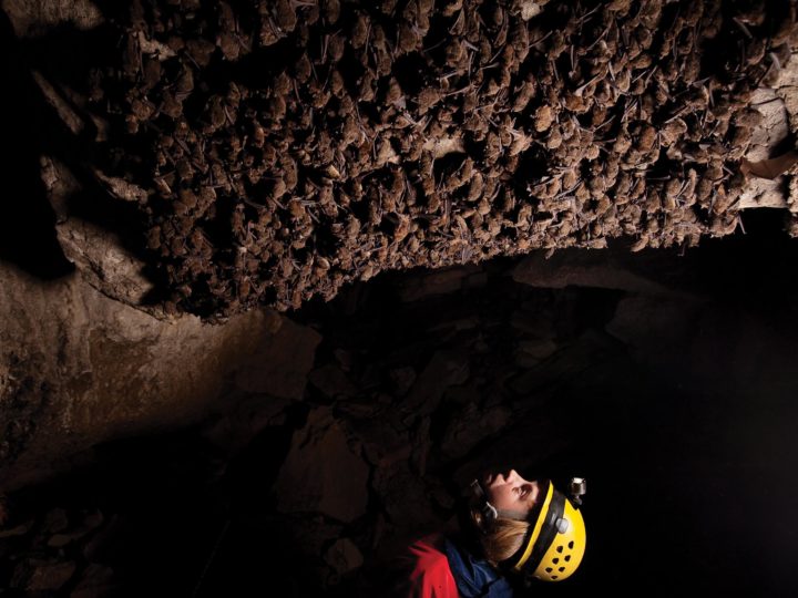 Bats in a Tennessee cave are inspected for white-nose syndrome. Photo by Stephen Alvarez/National Geographic Creative