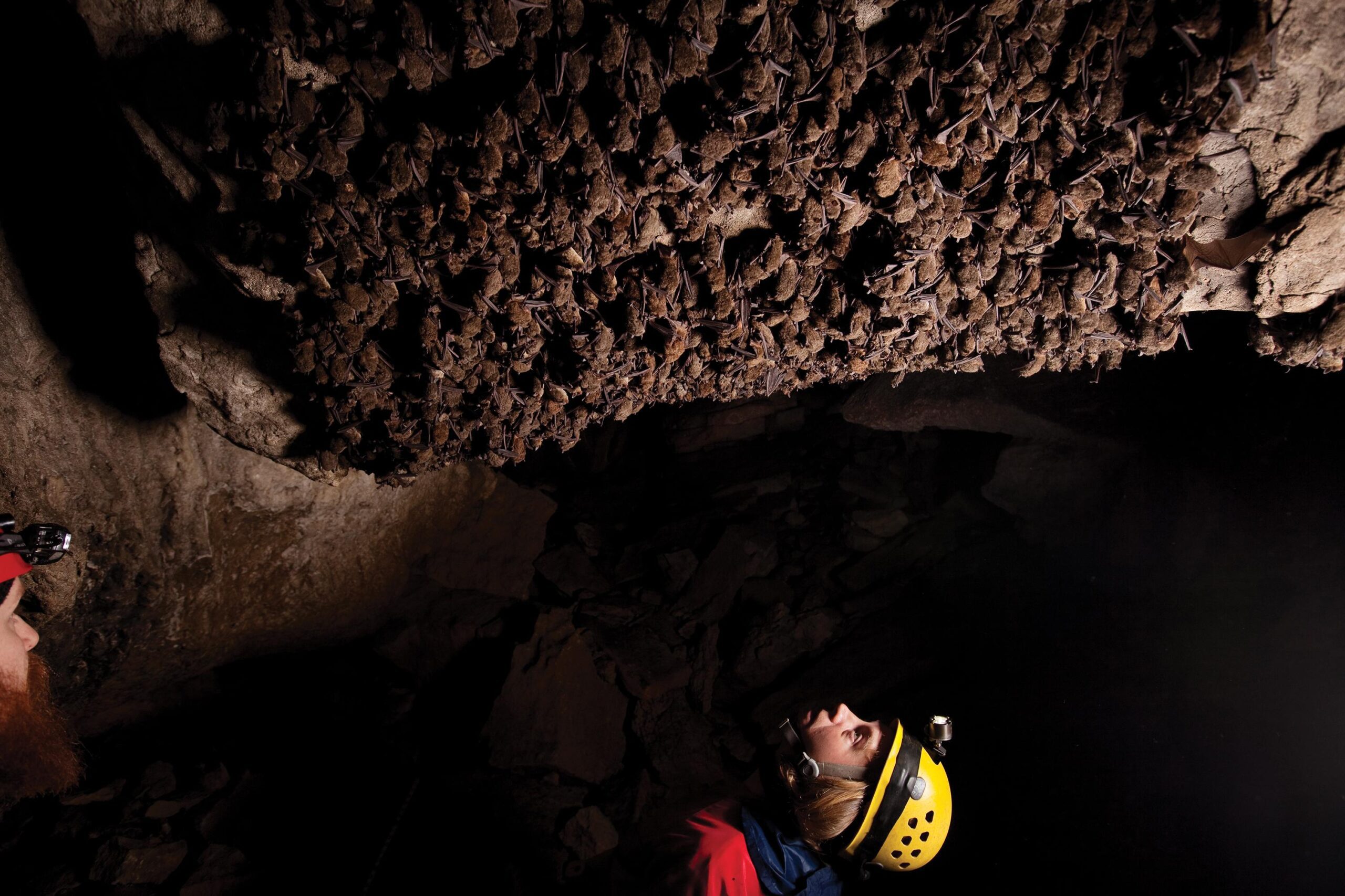Bats in a Tennessee cave are inspected for white-nose syndrome. Photo by Stephen Alvarez/National Geographic Creative