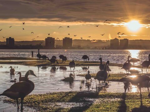 Geese by waterfront