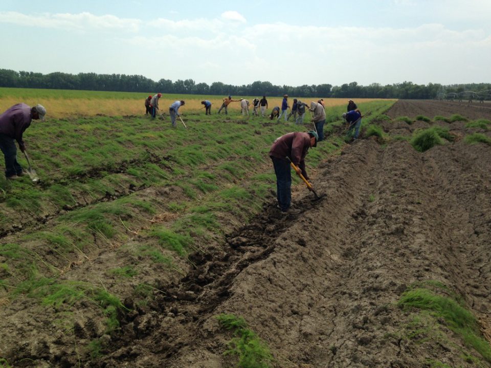 COVID19 puts pressure on Canadian farms Broadview Magazine