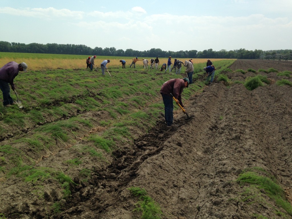 Farm Workers