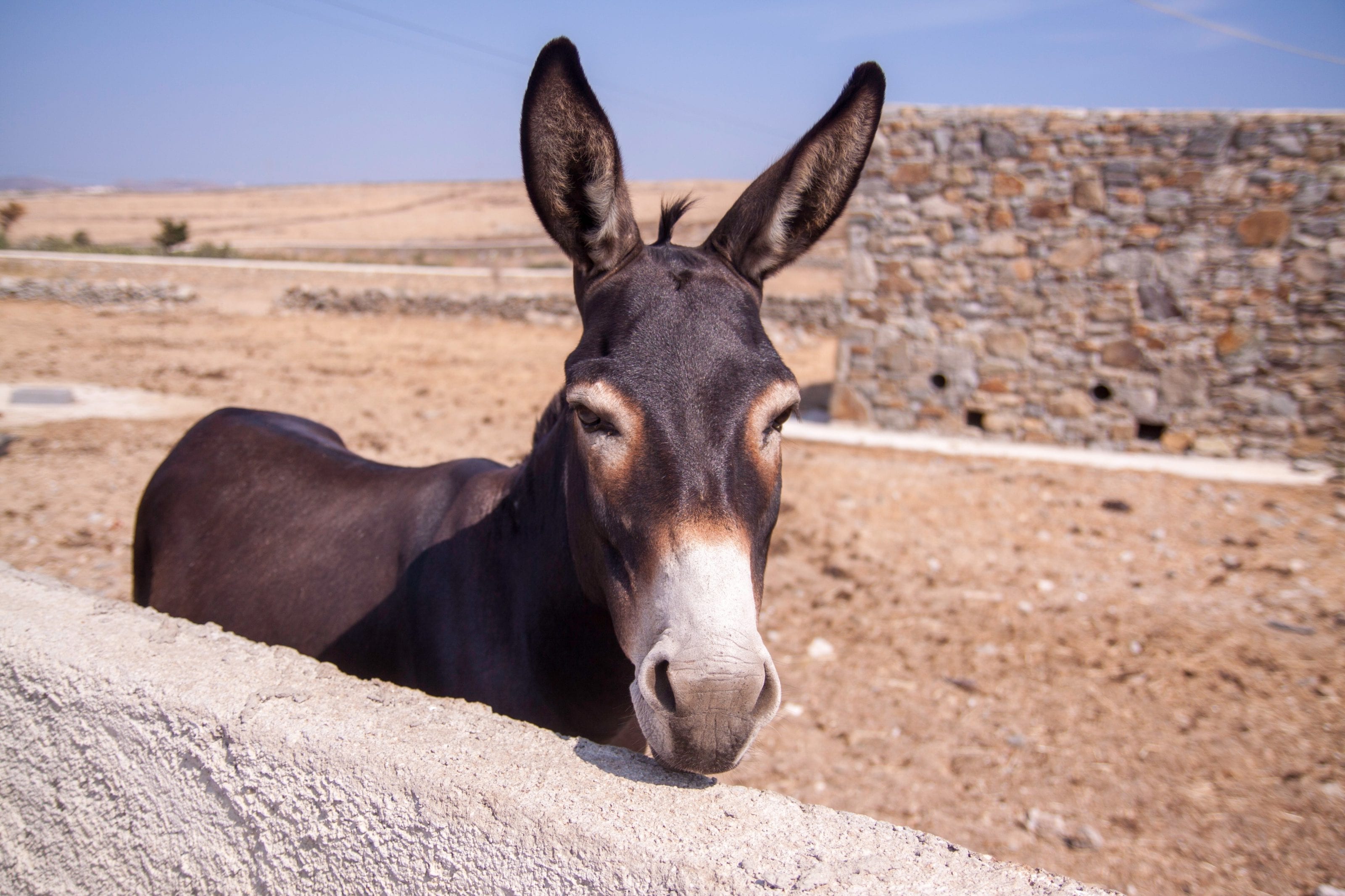 Donkey