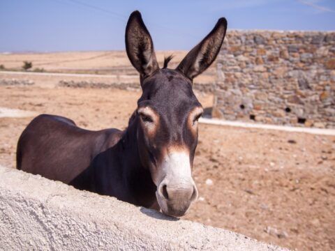 Donkey