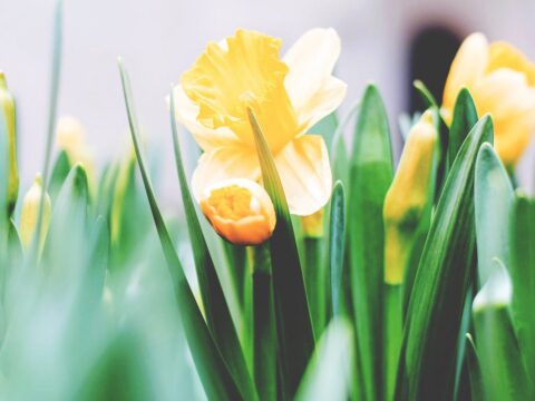 Tulips