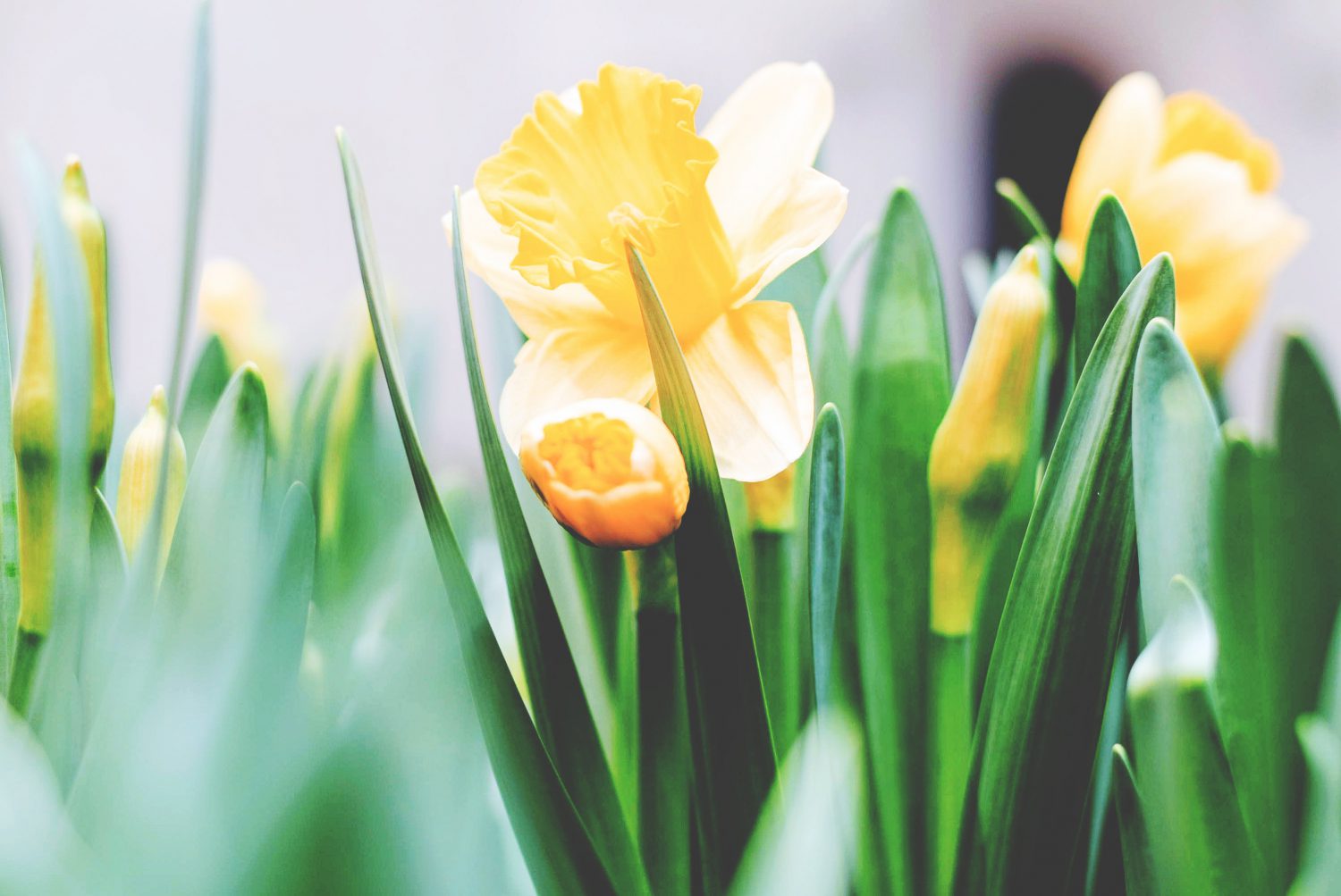Tulips