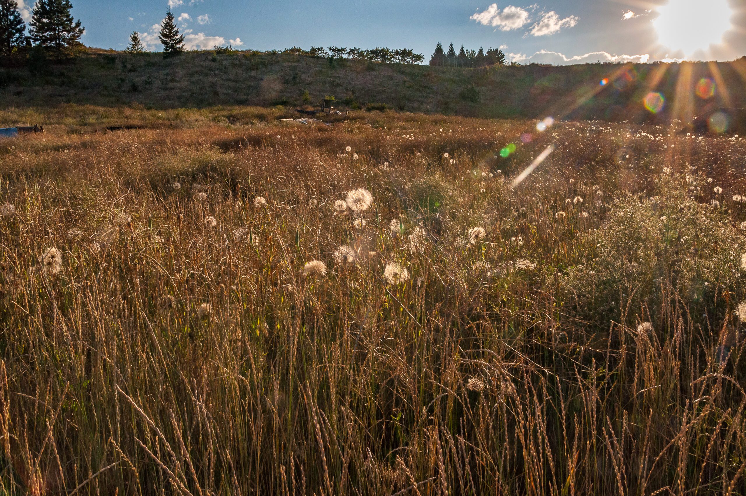 Field