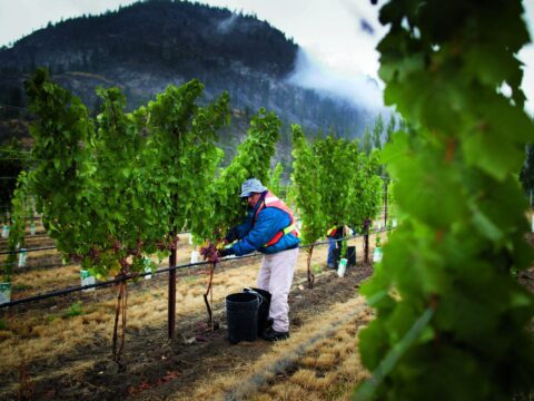 Vineyard