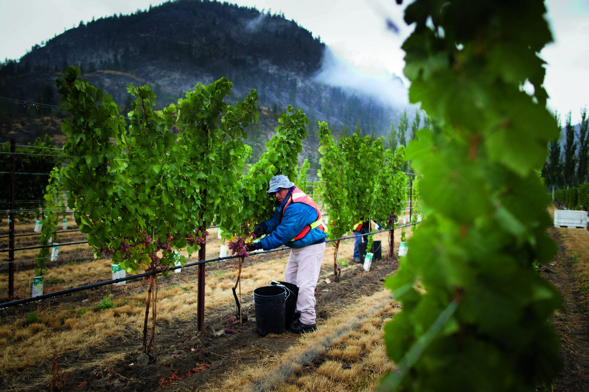 Vineyard