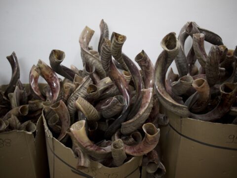 Shofars