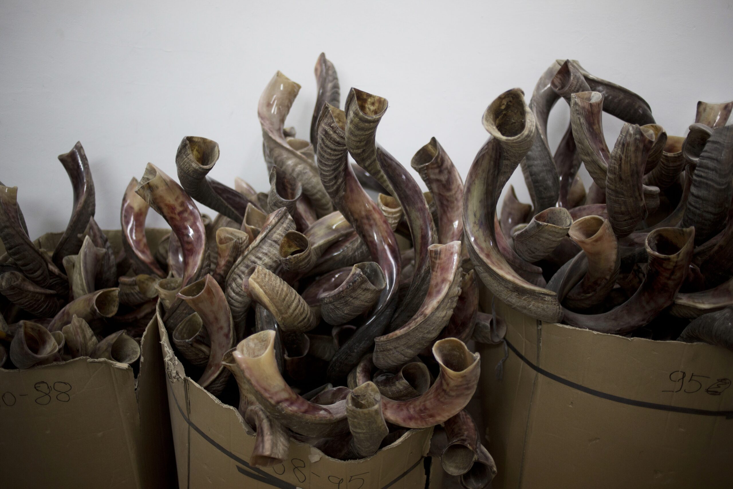 Shofars