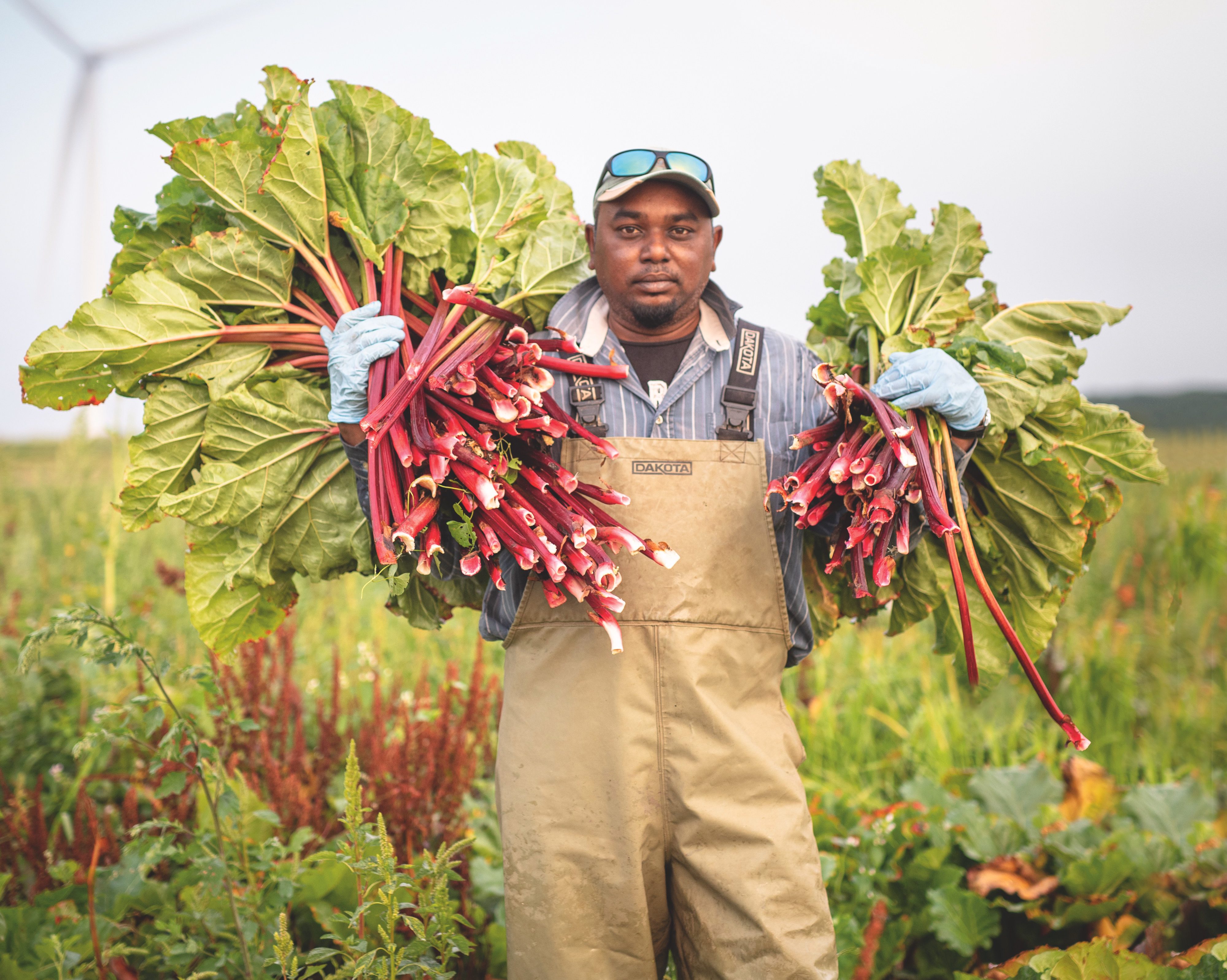 Rhubarb is in season - Brownfield Ag News