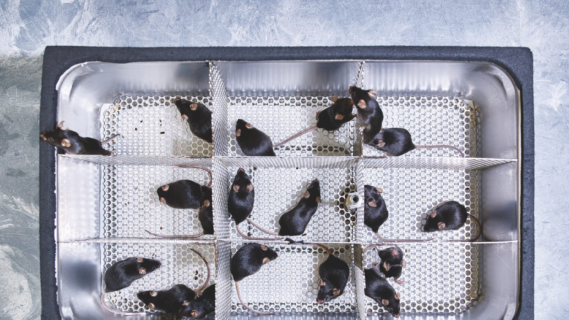 lab rats animal testing