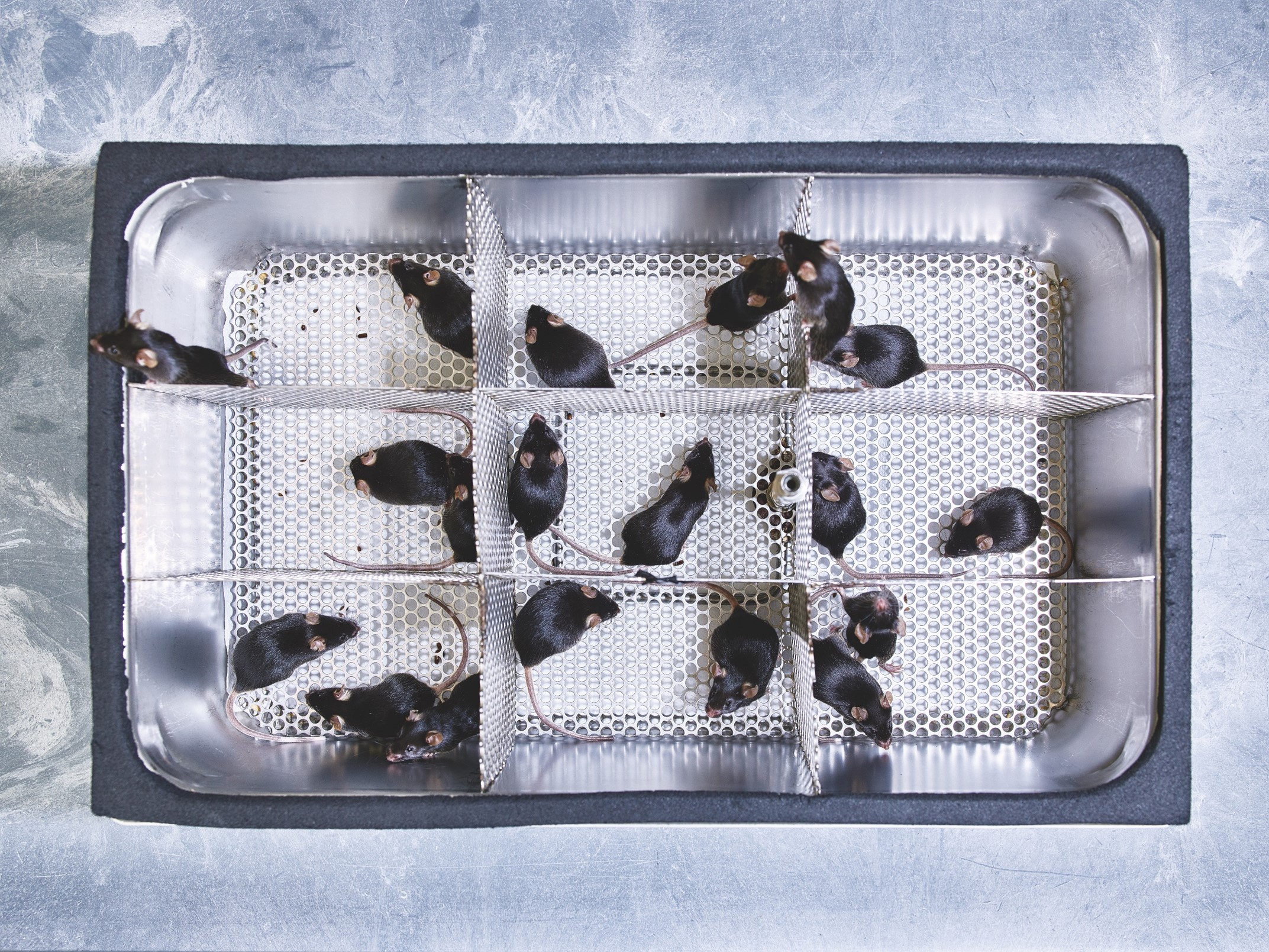 lab rats animal testing