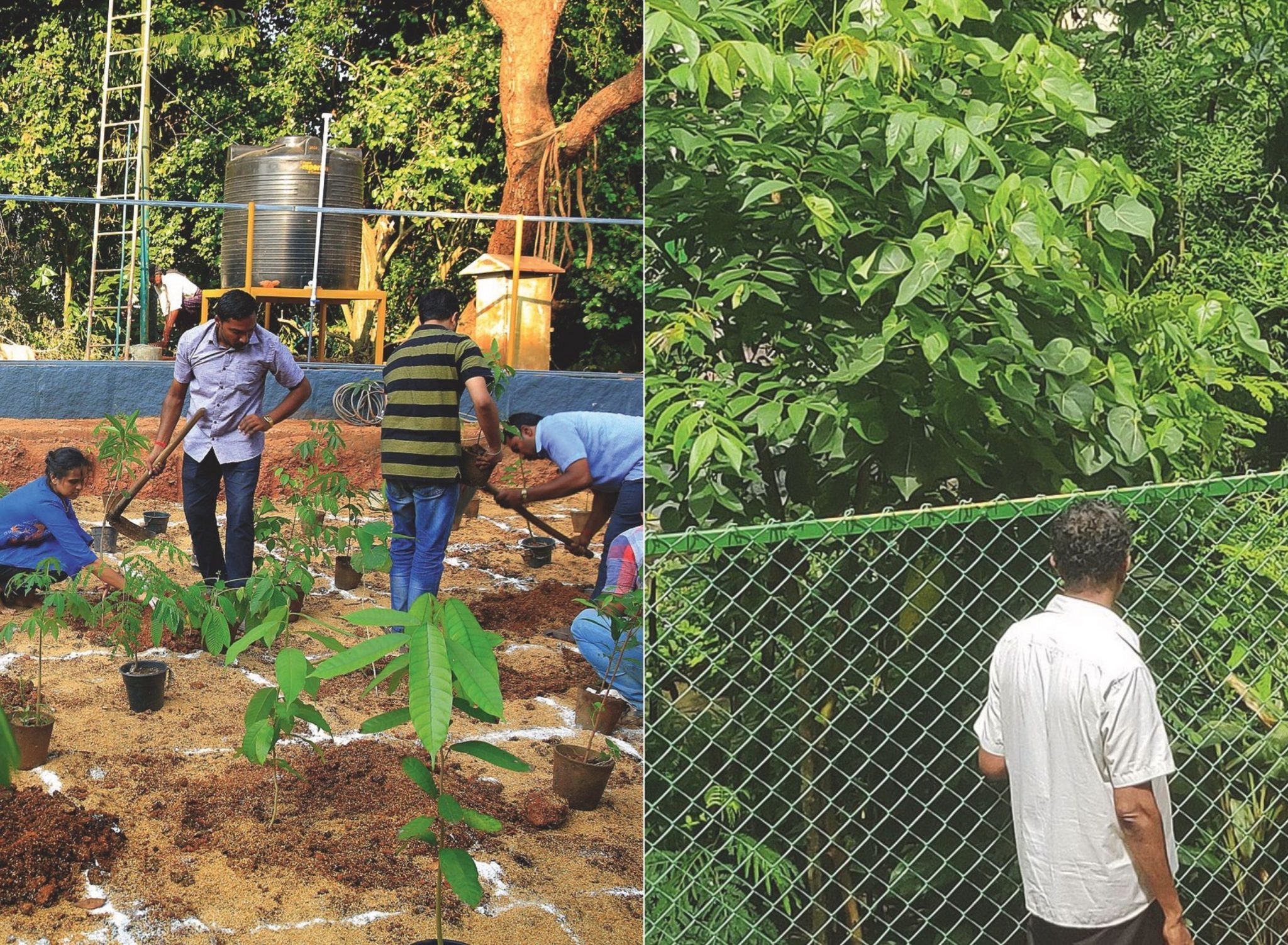 Japanese method can grow forests 10 times faster — and help heal our ...