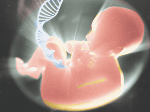 drawing of fetus in womb