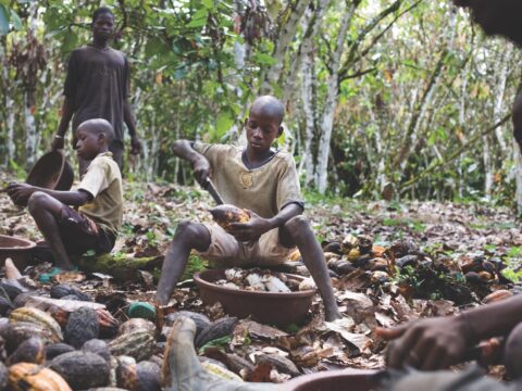 West African boys work on cacao farm