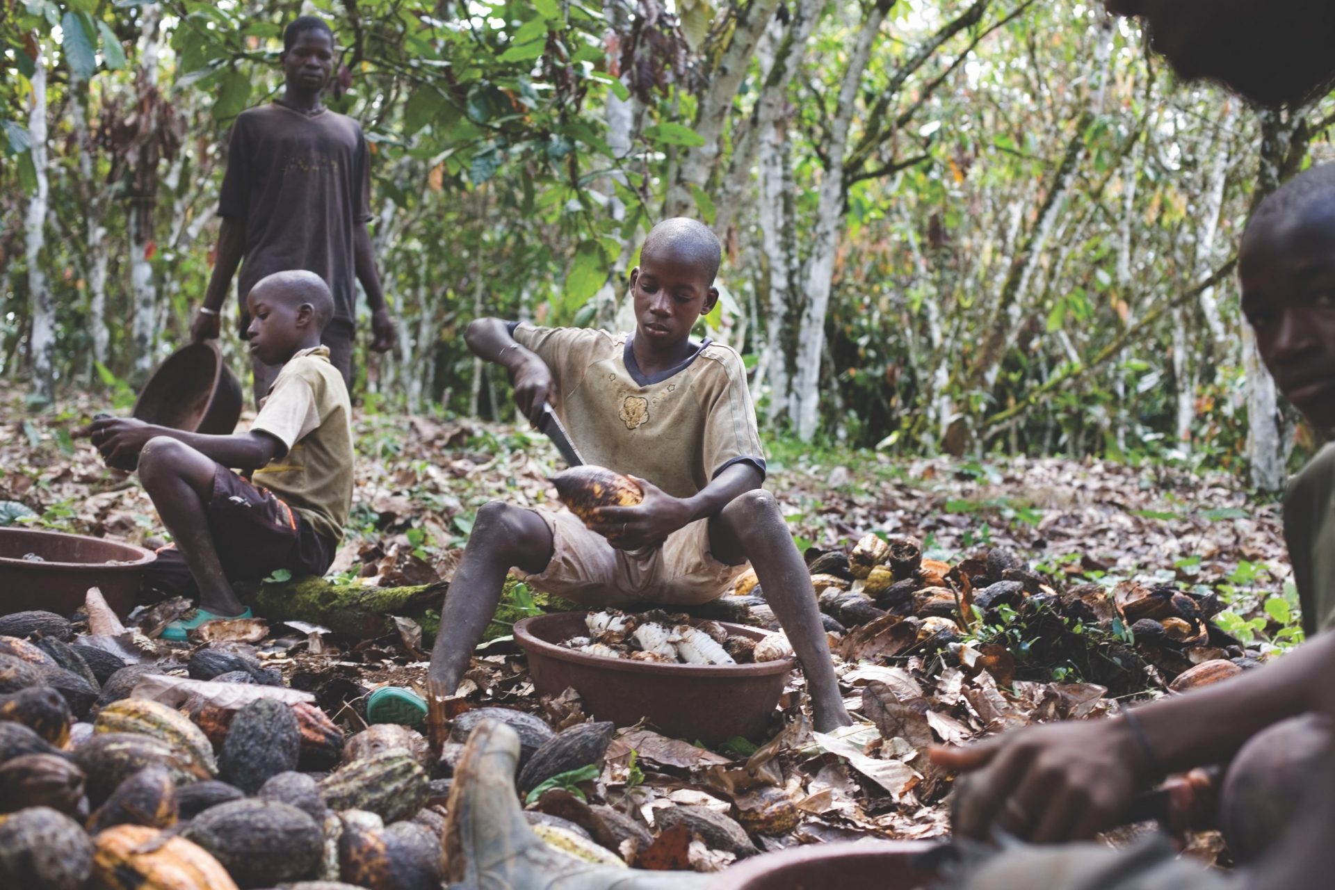 West African boys work on cacao farm