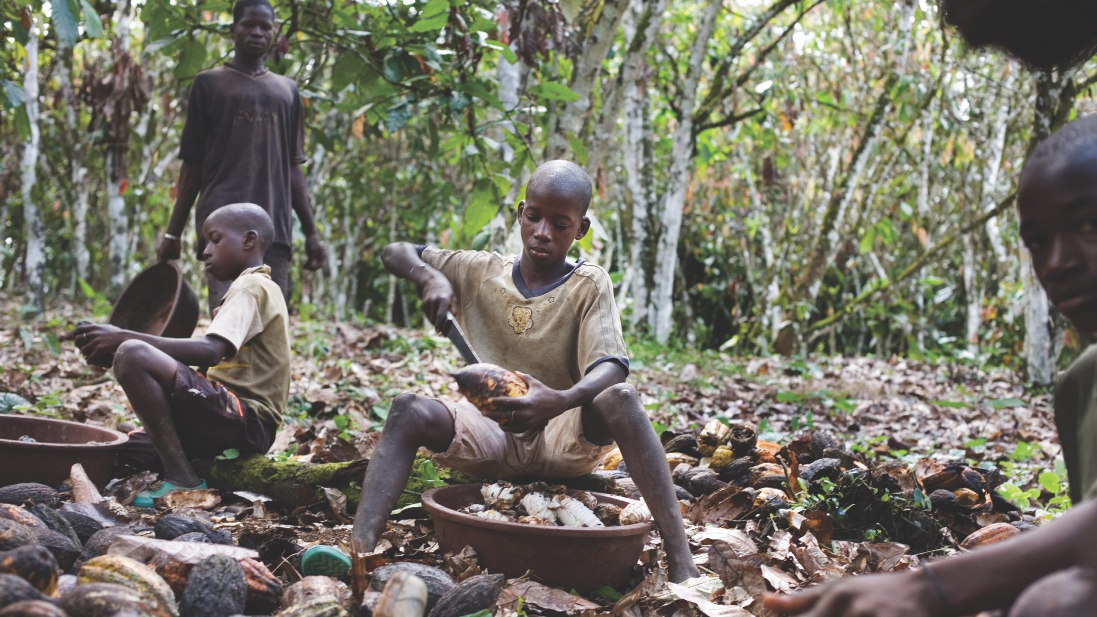 West African boys work on cacao farm