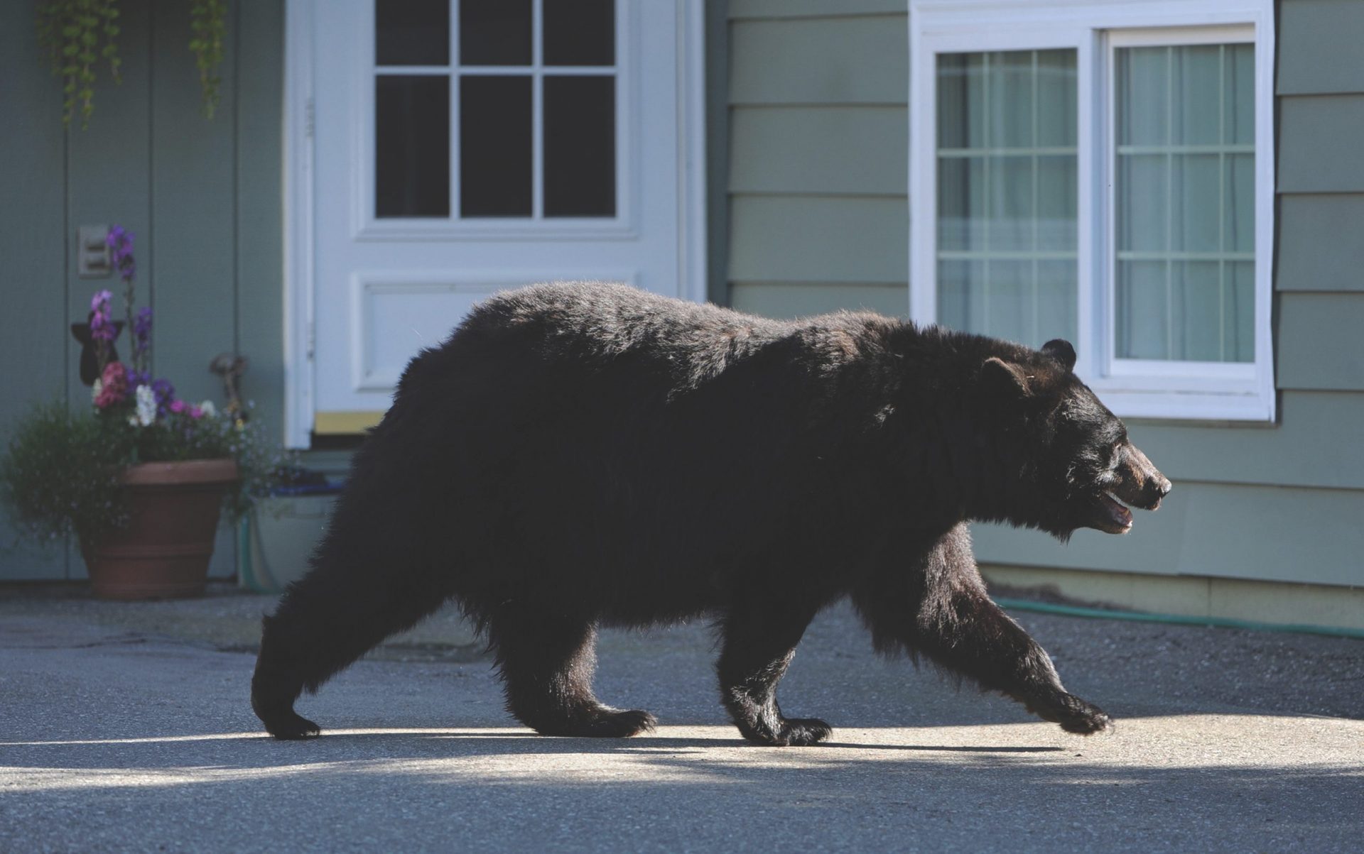 Black bear walking in town