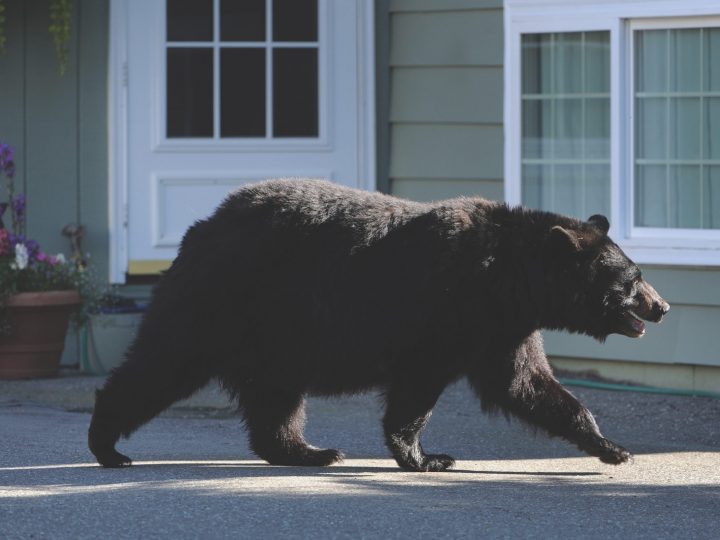 Black bear walking in town