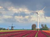 Wind turbine over fields of flowers
