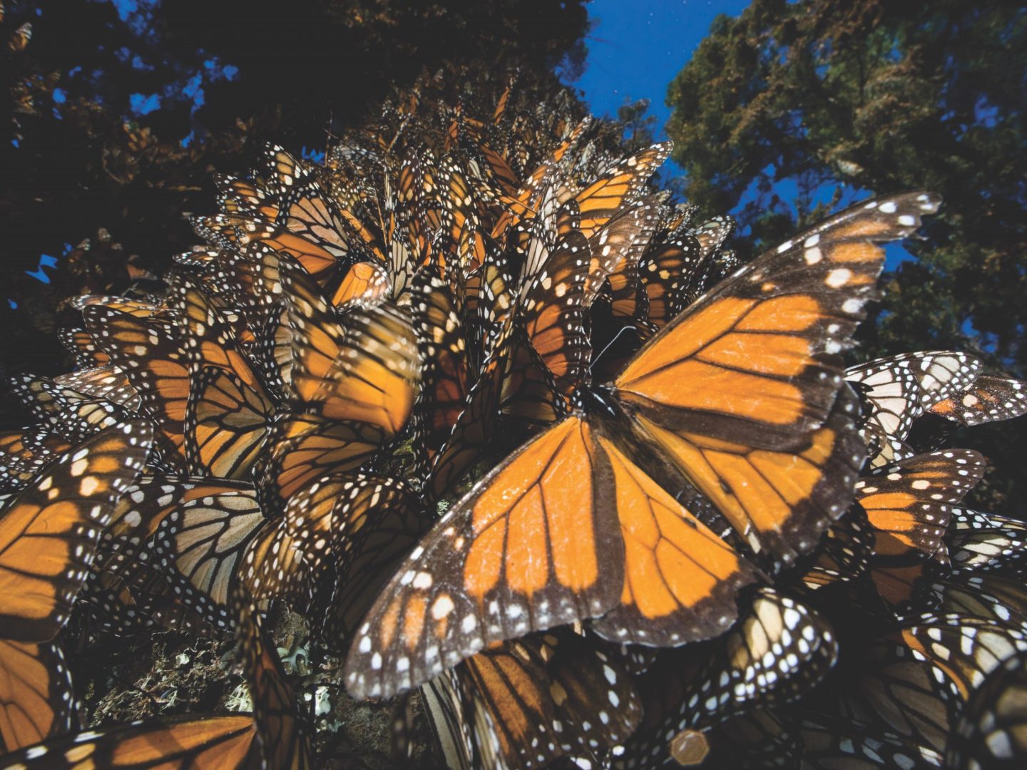 many monarch butterflies at rest