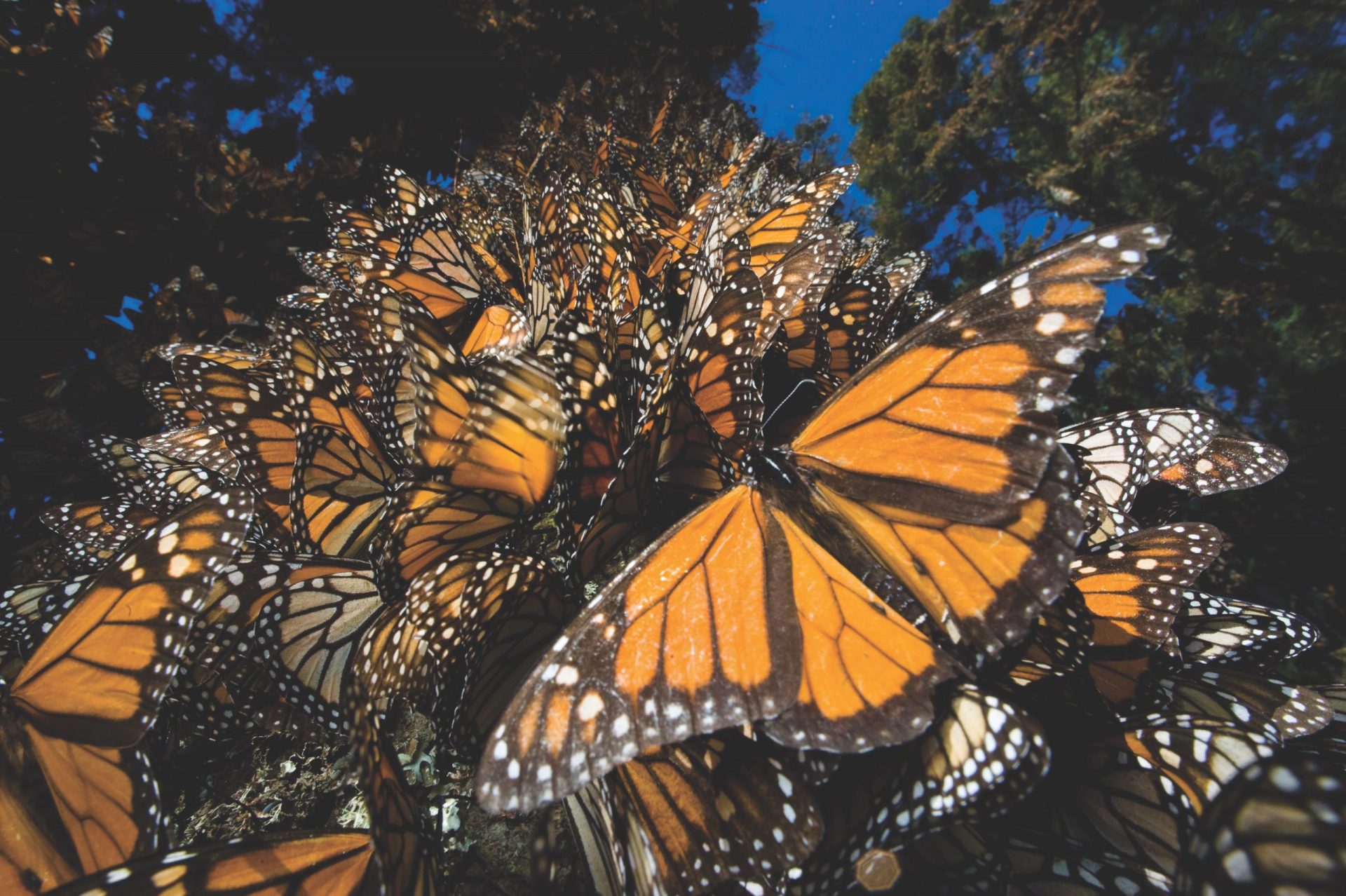 many monarch butterflies at rest
