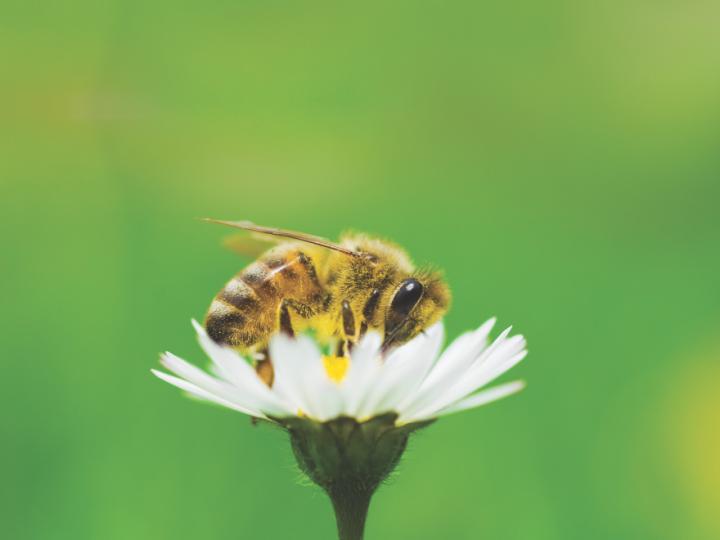 bee on daisy on green background