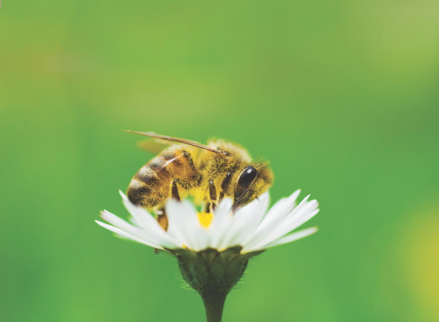 bee on daisy on green background