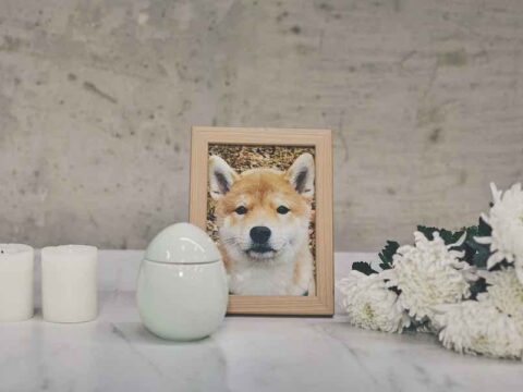 A dog in a picture frame behind an urn.