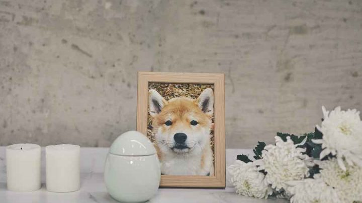 A dog in a picture frame behind an urn.