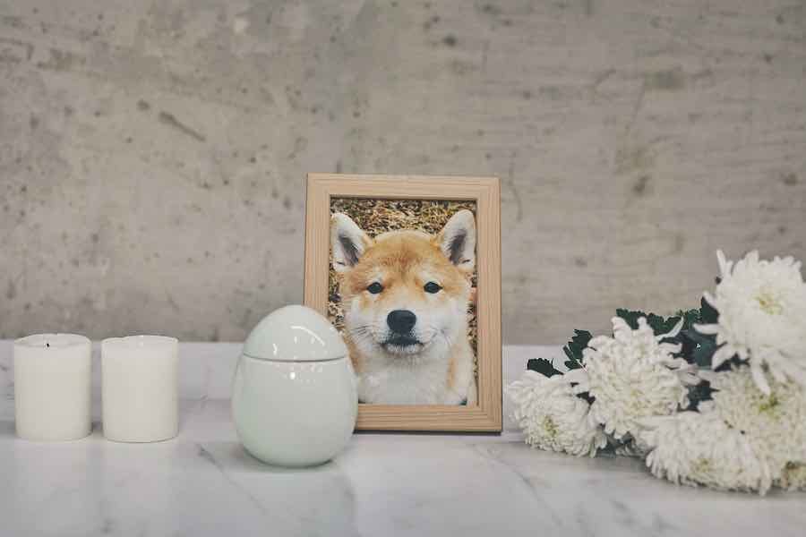 A dog in a picture frame behind an urn.