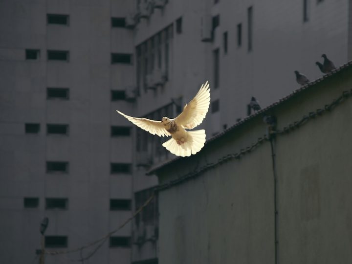 A white bird flying in the air in front of grey buildings.