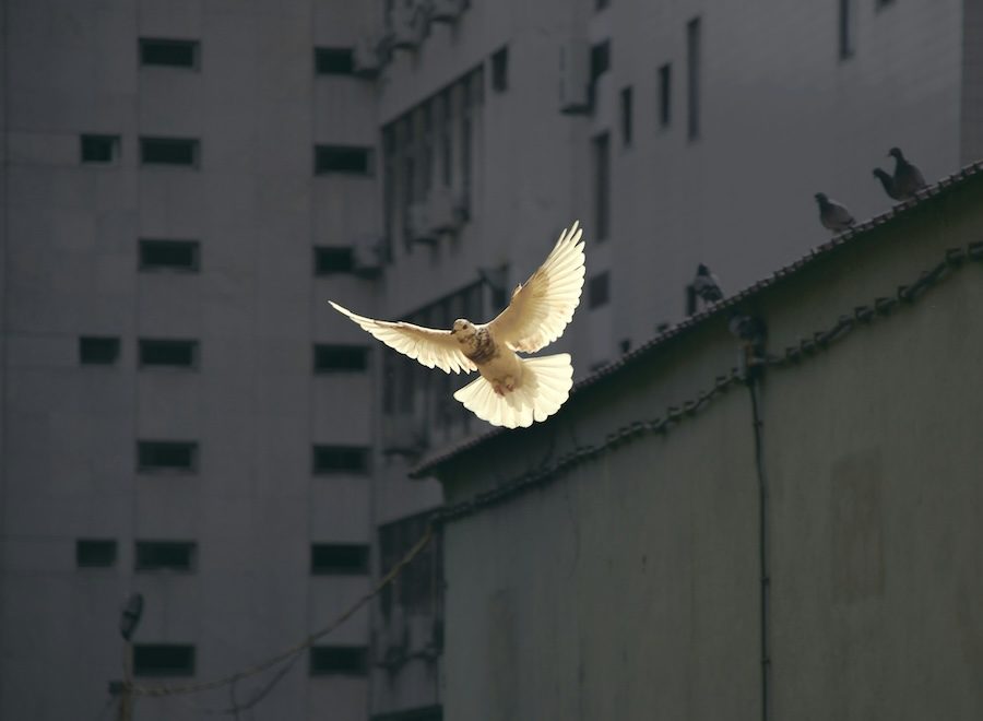 A white bird flying in the air in front of grey buildings.