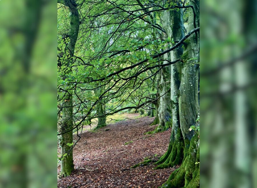 A serene forest path lined with tall, moss-covered trees and overhanging branches, creating a lush, green canopy.