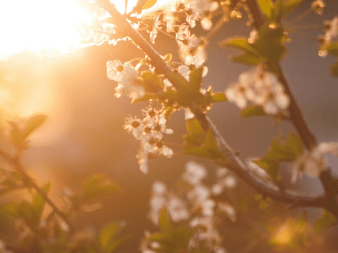 Tree blossoms against a sunny but blurry background